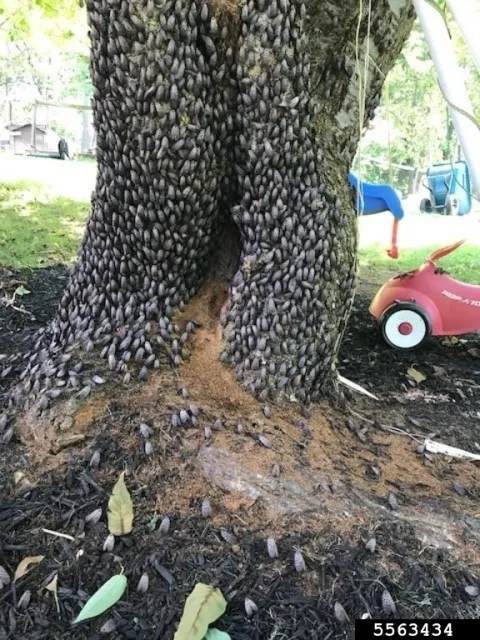 Spotted lanternfly adults-Lawrence Barringer
