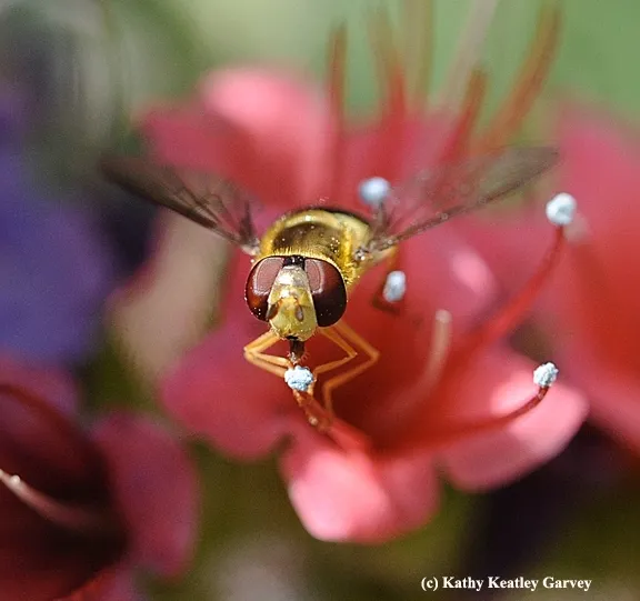 A syprhid fly, aka 
