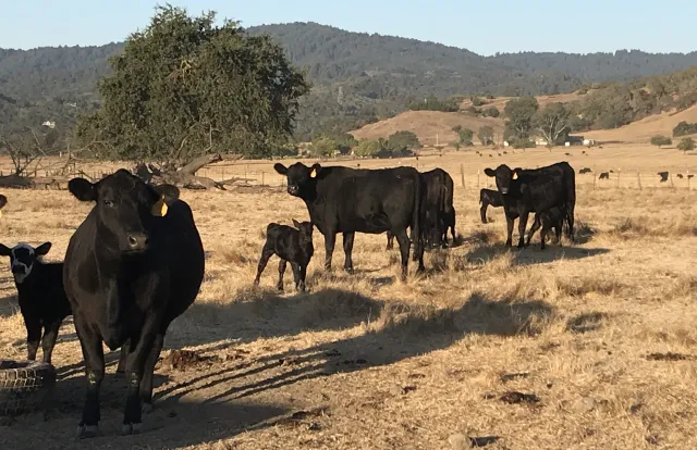 fall calves