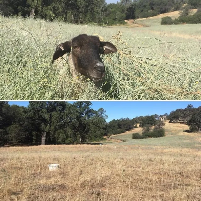 dkm sheep YST