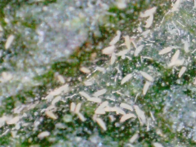 Russet mites