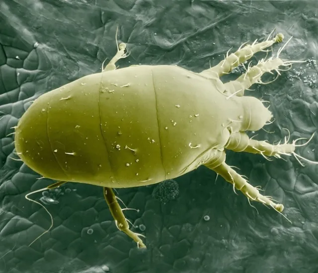 Russet Mite large pic