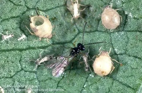 Aphid 