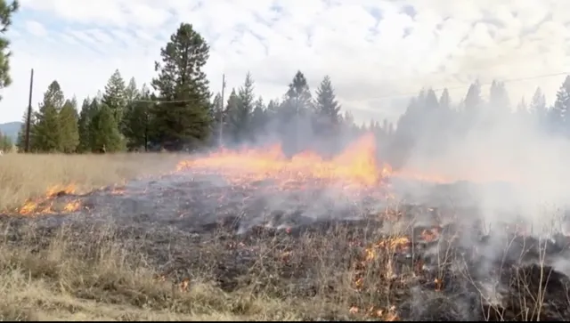 Fast-burning grass 13