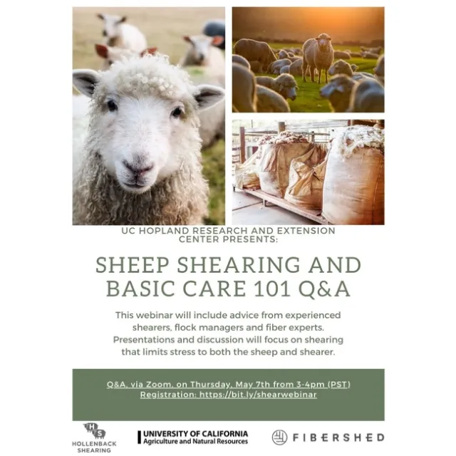 sheep shearing