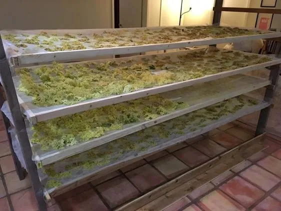 Elderflowers on racks in drying room  Photo: Carmel Berry Company