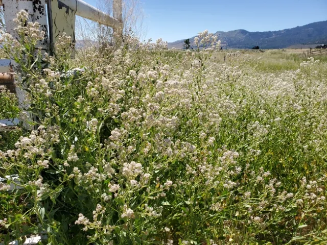 Pepperweed