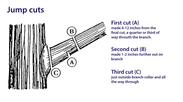 Jump-Cuts