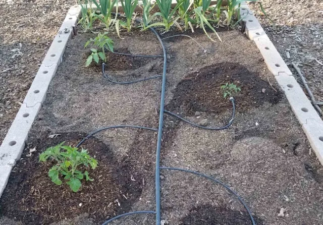 Adjustable bubblers in raised bed, Jeanette Alosi