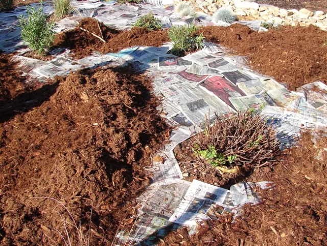 Sheet mulching around existing plants, Eve Werner