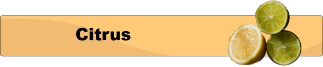 Citrus_button
