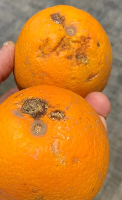 orange puncture