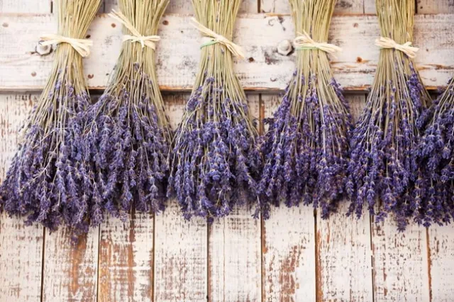2023Q3 lavender01