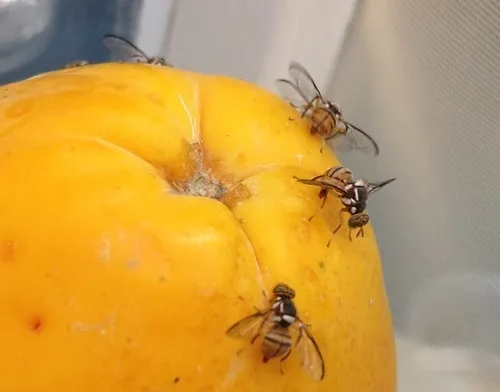 moscas por encima de una papaya