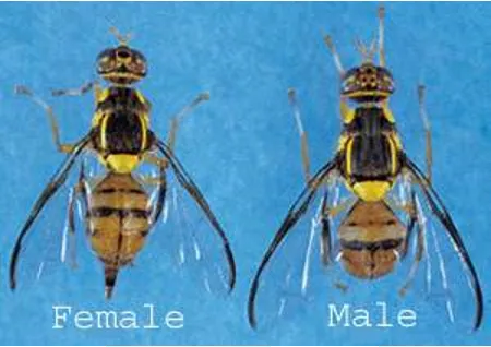 Adultos de la mosca oriental de la fruta. Se ve el ovipositor puntiagudo en la base del abdomen del espécimen femenino. Foto de CDFA.