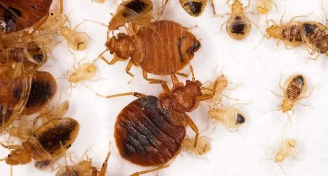 092717 bedbug free