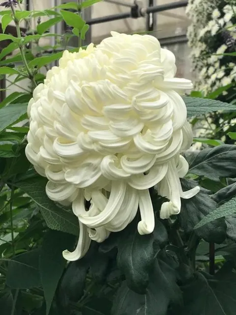 Chrysanthemum