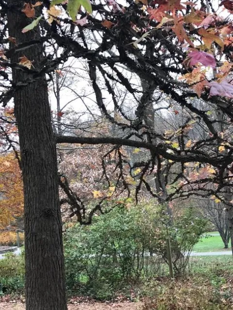 Liquidamber 'Corky'