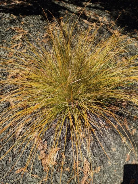 carex