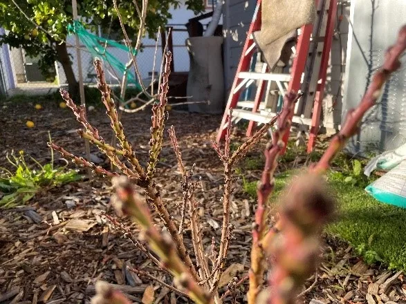 Peach buds for you.