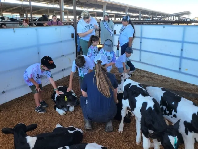 Los campistas tuvieron la oportunidad de ver los becerros en la lechería Tollcrest, supervisados por la administradora del rancho. Fotografía cortesía de Rayna Barden