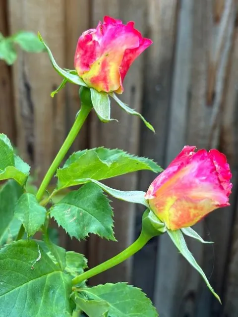 Double Delight