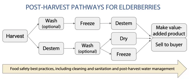 Figure 1. Post-harvest handling operations should follow food safety best practices from harvest to preservation methods.