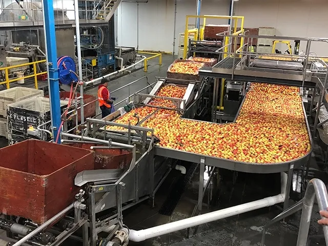 Frutas de vivos colores serpentean por una cinta transportadora dentro de una de las areas de trabajo de Centro de Investigación y Extensión de Postcosecha de UC Davis. Fotografia cortesia de UC Davis