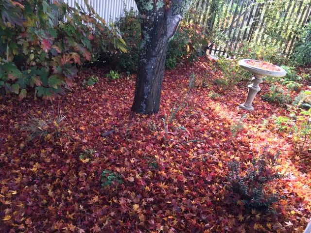 FallenLeaves_UC Marin_Photo Marie Narlock