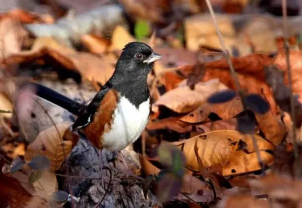 LeavesWithTowhee_UCANRStanislausCounty