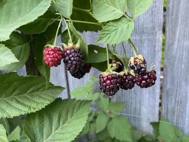 Boysenberries. Joyce Hill