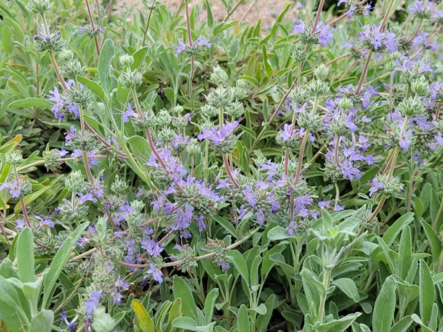 Creeping Sage flowering, Jeanette Alosi.