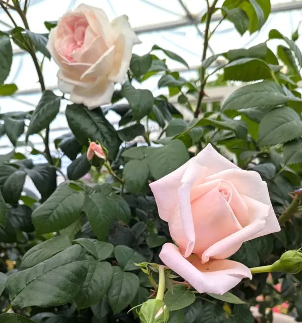 Pink rose