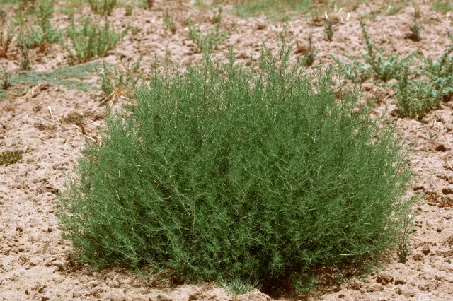 Russian thistle plant.