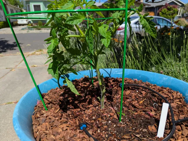 Tomato Plant. Additional details in caption.