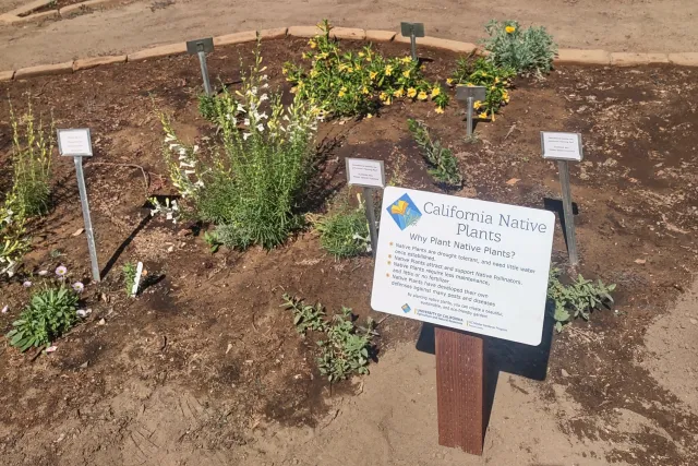 Native plant garden