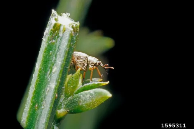 A biological control agent (the pod weevil, Exapion fuscirostre) released to control scotch broom, an invasive plant. Both Scotch broom and the weevil are native to Europe. Photo by Laura Parsons, University of Idaho, PSES, Bugwood.org. 
