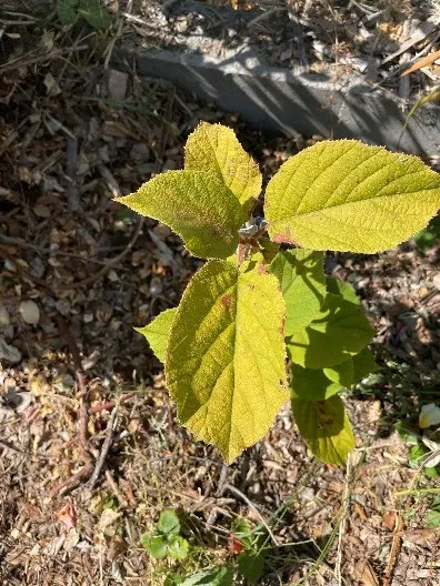 yellowed leaves