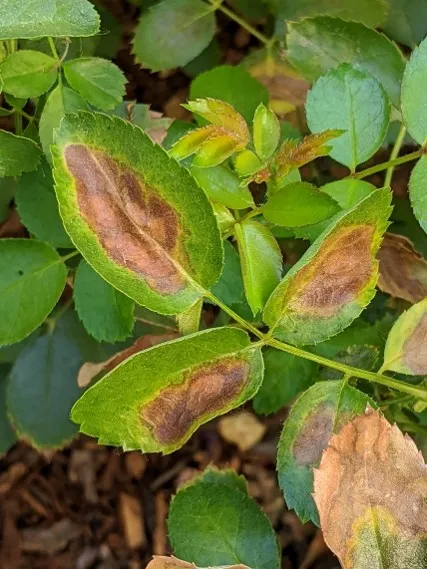 Sunburned leaves