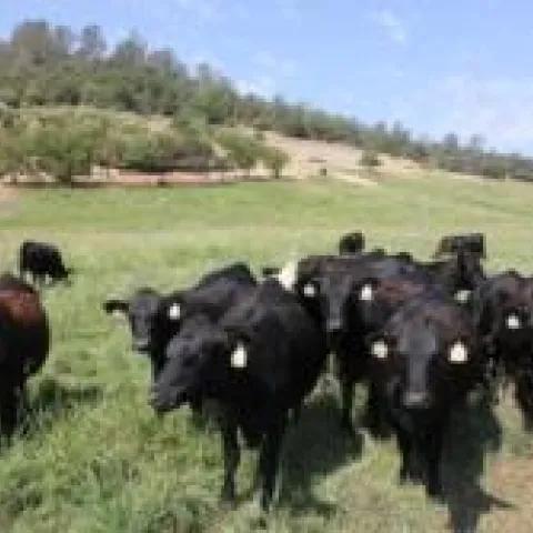 Cattle