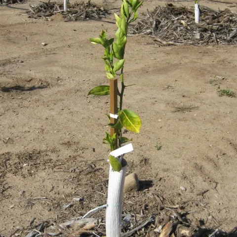 citrus stressed