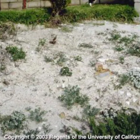 calcareous soil