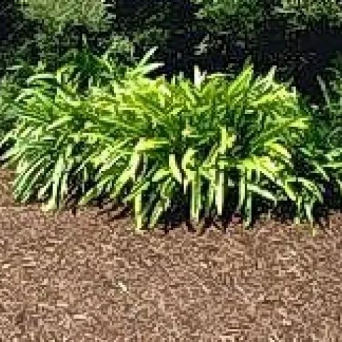 Organic mulch