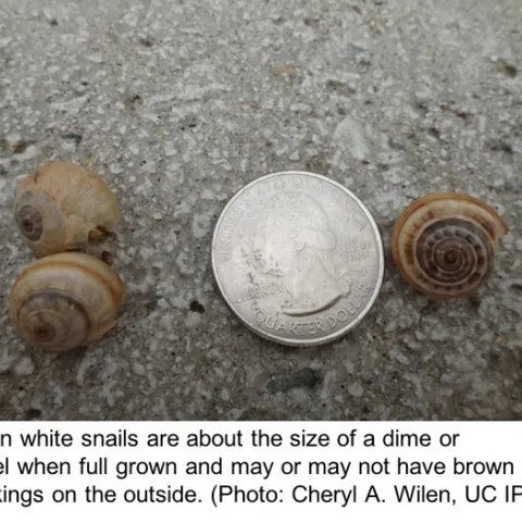Italian white snails size