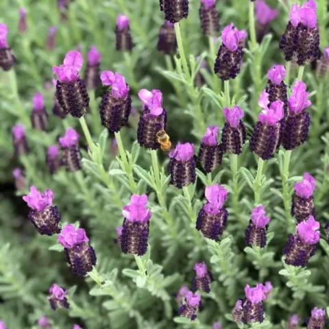 lavender