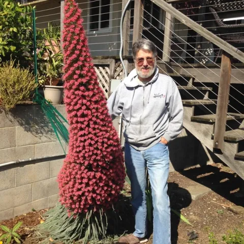 Echium wildpretti. Photos by Lowell Cooper