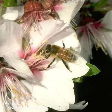 Adult honey bee (Credit: Jack Kelly Clark)