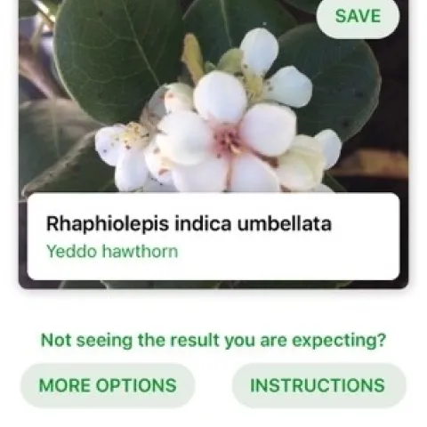 rhap