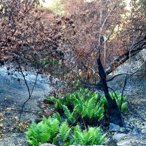 ferns
