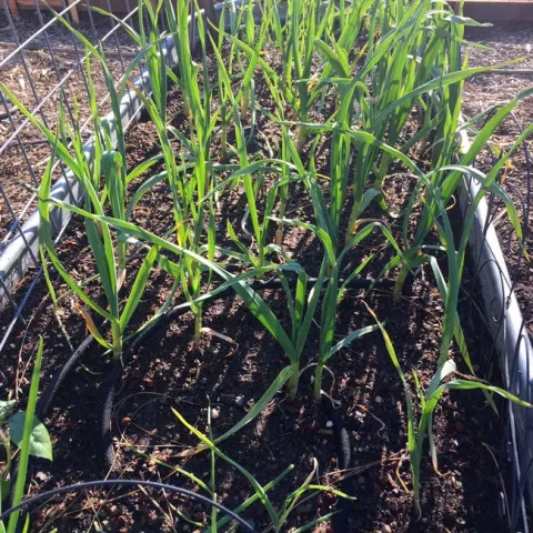 Garlic growing in raised bed, Kim Schwind